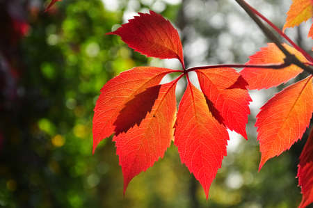 Red and Yellow Maiden Grapes leaves in bright rays of sun.の写真素材