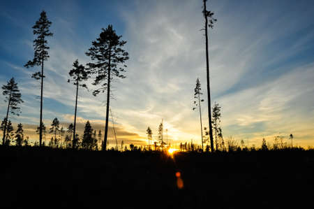 Silhouettes of high pines in the sunset sky.の写真素材
