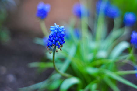 Blue Muscari flower, detailed closeup macro photo
