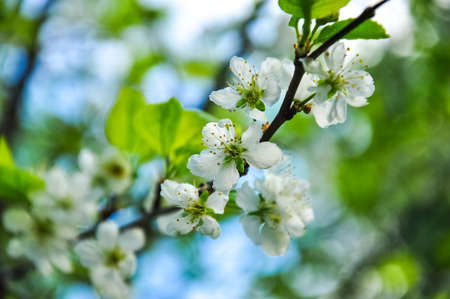 Blooming apple flowers, branches in bright sunlight colors.