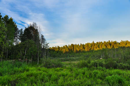 Rural nature landscape. Green grass, forest of birches and pines in golden sunlight.
