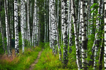 Summer landscape. Footpath in beautiful birch forest in Russia.