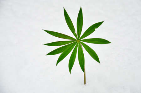 Green sprout of Lupine flower sticking out from snow. Isolated Lupine leaves on white background.