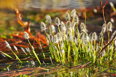 Blooming cottongrass on the lake water in early spring. Eriophorum vaginatum.の写真素材