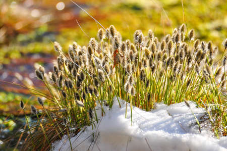 Blooming cottongrass on the lake water in early spring. Eriophorum vaginatum.