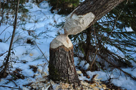 Fallen tree, gnawed by beaver. Closeup viewの写真素材