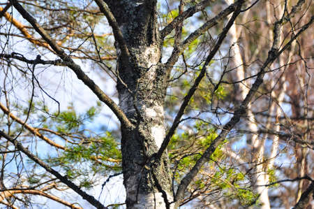 Mossy trunk and branches of the birch.