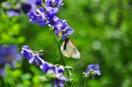 White cabbage butterflies on small violet flowersの写真素材