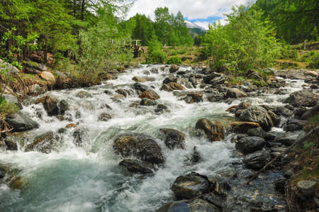 Rough stormy river in the forest. Altai mountains, Siberia.