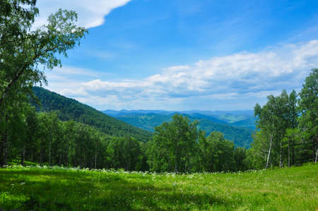 Green meadow and forest against the mountains. Altai, Russia