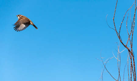 Flying sparrow in the air against the blue sky.の写真素材