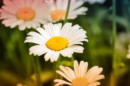 Blooming Chamomile on blur background. Closeup macro shot.の写真素材