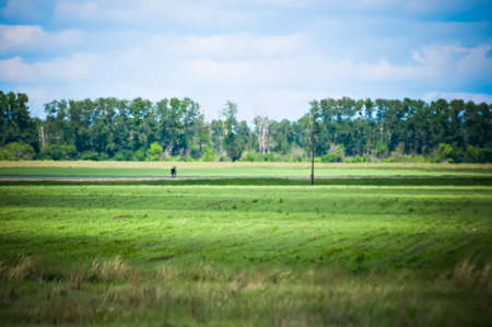 Hitch-hiking travelers walk on the road. Hot haze air, green grass.