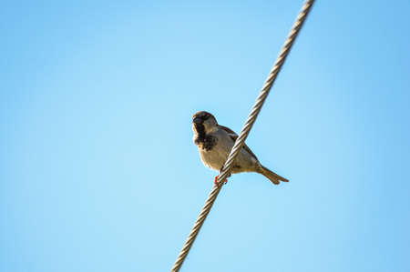 A cute sparrow sits on the wire against blue sky.の写真素材