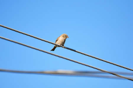 A cute sparrow sits on the wire against blue sky.の写真素材