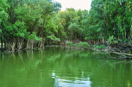Green quiet haven in the middle of the forest on the river Ob. Altai, Russiaの写真素材
