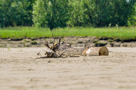Old tree stump liyng on the sandy beach of river Ob.の写真素材