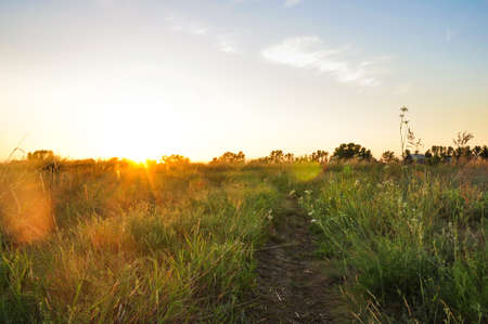 Green grass, wild flowers background with sun beamの写真素材
