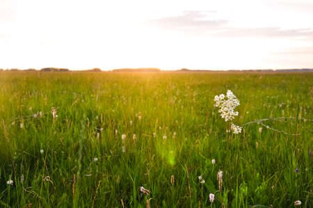 White wildflowers at Siberian steppe field full of green grass. Altai, Russia.の写真素材