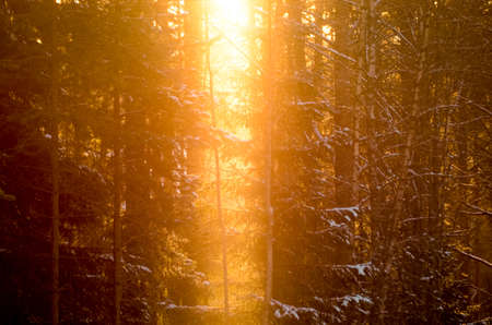 Sun rays shining in trough the pine trees in winter forest.の写真素材