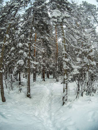 Footprints on the snow in the winter forest.