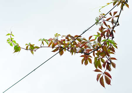 Red autumn leaves of grape Virginia Creeper. Isolated on white backgroundの写真素材