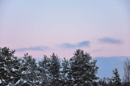 The tops of pine trees covered with snow against the pink sunset sky.の写真素材