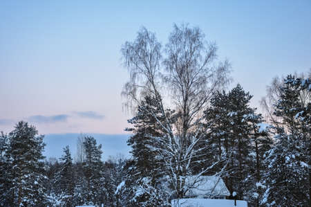 The tops of pine and birch trees covered with snow against the pink sunset sky.の写真素材