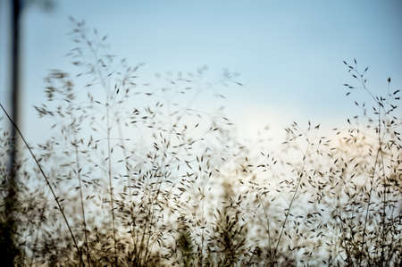 Flowering reeds and wild grass plants with ripe seeds bending in the wind. Abstract unfocused background.の写真素材