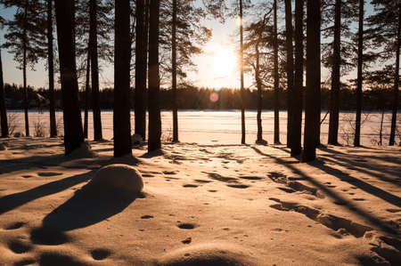 Sunset in the winter forest. Sunbeams and shadows of treesの写真素材