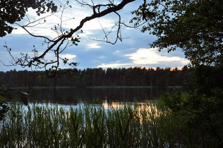 Sunset on the lake in evening twilght. Reeds on the coast. Summer rural landscapeの写真素材