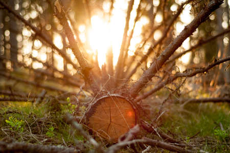 Cross section of the fallen cut pine at the forest canopy in sunset light.の写真素材