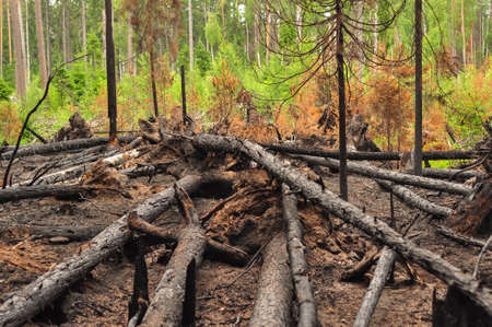 Burnt charred fallen trees after a forest fire.