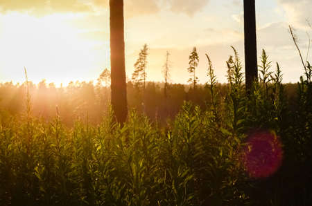 Evening golden sunset nature landscape. Trunks of pines, grass growing on the hill. Aerial forest and rays of sun at wet rainy weatherの写真素材