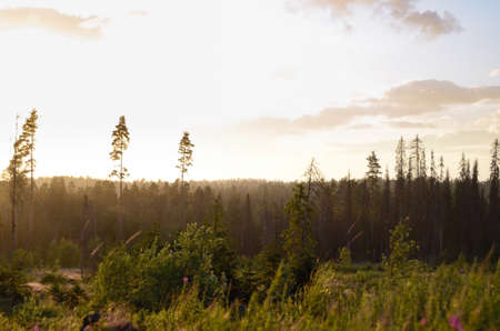 Evening golden sunset nature landscape. Trunks of pines, grass growing on the hill. Aerial forest...
