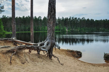 Forest lake landscape with pine trees on the sandy shore.の写真素材