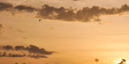 Couple of flying doves birds in the sky at sunset.