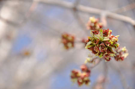 Young Maple buds on the background of vibrant blue sky. Beautiful spring sceneの写真素材