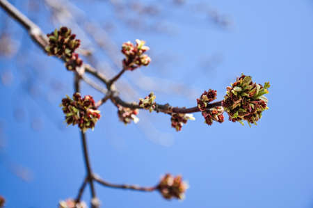 Young Maple buds on the background of vibrant blue sky. Beautiful spring scene