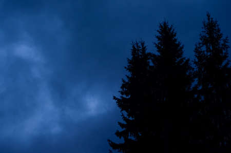 Mysterious nocturnal night cloudy sky against mystery silhouettes of fi trees.の写真素材