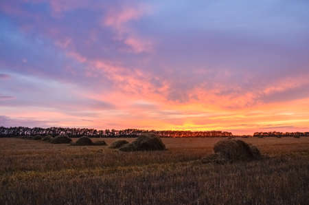 Straw bales on farmland with pink sunset sky.の写真素材
