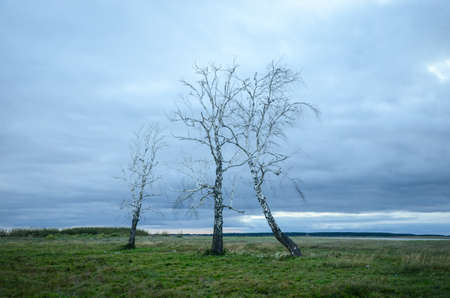Dry, dead birches on the green field, against the cloudy sky