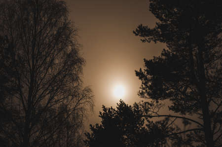 Mysterious full moon in fog against dark branches of pines and birch trees.の写真素材