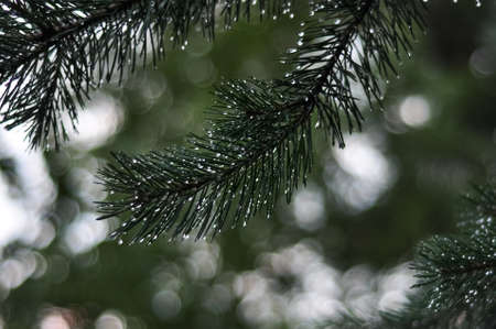 Pine branches and needles with dewdrops after rainの写真素材