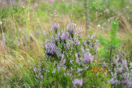 Blooming heather plant flowers in forest close up shot on green foliage background.の写真素材