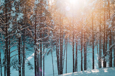 Sunset in a winter forest. Sun rays shining in pine and fir treesの写真素材