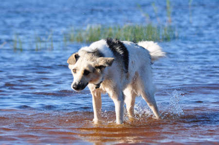White dog shakes off and splash water drops after swimming in the lake.