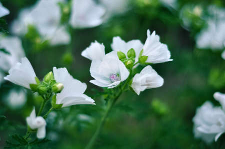 White blooming Musk Mallow in the garden.の写真素材