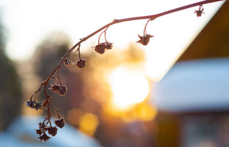 Branch of dry raspberries covered with snow in winter at sunset lightの写真素材