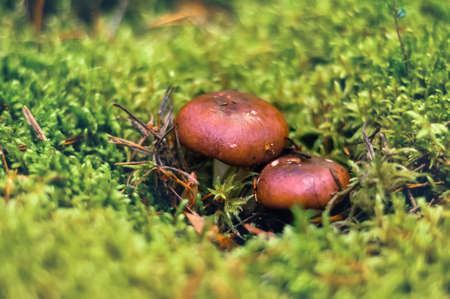 Russula mushrooms with a brown hat, hidden growing in the green moss. Macro photo. Nature Background